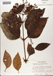 000078472-thumbnail.jpg