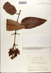 000078474-thumbnail.jpg