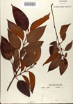 000078481-thumbnail.jpg