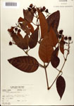 000078489-thumbnail.jpg