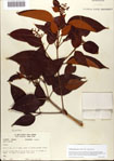 000078490-thumbnail.jpg