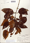 000078492-thumbnail.jpg
