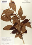 000078494-thumbnail.jpg