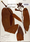 000078497-thumbnail.jpg