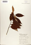 000078498-thumbnail.jpg