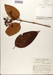 000078499-thumbnail.jpg