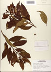 000078500-thumbnail.jpg
