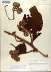 000078565-thumbnail.jpg