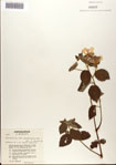 000079560-thumbnail.jpg