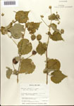 000079562-thumbnail.jpg