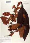 000079818-thumbnail.jpg
