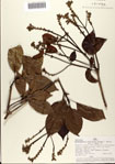 000079825-thumbnail.jpg
