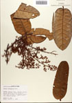000080351-thumbnail.jpg