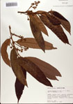 000080355-thumbnail.jpg