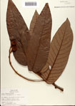 000080357-thumbnail.jpg