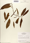 000080358-thumbnail.jpg