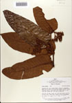 000080363-thumbnail.jpg