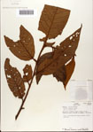 000080364-thumbnail.jpg