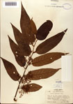 000080365-thumbnail.jpg