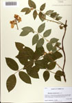 000081329-thumbnail.jpg