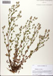 000081353-thumbnail.jpg