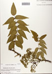 000081624-thumbnail.jpg