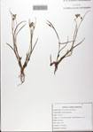 000081666-thumbnail.jpg