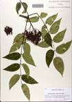 000081882-thumbnail.jpg