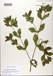 000081883-thumbnail.jpg