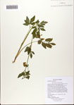 000082125-thumbnail.jpg