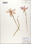 000082251-thumbnail.jpg