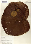 000082807-thumbnail.jpg