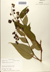 000082812-thumbnail.jpg