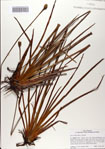 000083115-thumbnail.jpg
