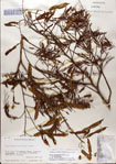 000083159-thumbnail.jpg