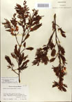 000083162-thumbnail.jpg