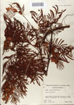 000083173-thumbnail.jpg