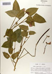 000083197-thumbnail.jpg