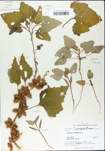TTRS_000004774-thumbnail.jpg