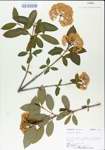 TTRS_000004992-thumbnail.jpg