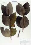 TTRS_000005000-thumbnail.jpg