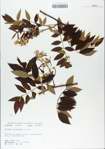 TTRS_000006531-thumbnail.jpg