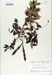 TTRS_000006533-thumbnail.jpg