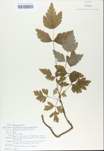 TTRS_000008523-thumbnail.jpg