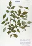 TTRS_000008914-thumbnail.jpg