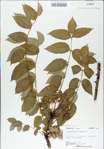 TTRS_000008919-thumbnail.jpg