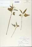 TTRS_000009782-thumbnail.jpg