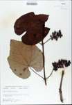 TTRS_000009806-thumbnail.jpg
