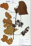 TTRS_000009808-thumbnail.jpg