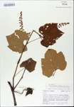 TTRS_000009815-thumbnail.jpg